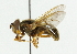  ( - CNC DIPTERA 36558)  @12 [ ] CreativeCommons - Attribution (2011) CNC/CBG Photography Group Centre for Biodiversity Genomics