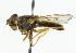  ( - CNC DIPTERA 36566)  @12 [ ] CreativeCommons - Attribution (2011) CNC/CBG Photography Group Centre for Biodiversity Genomics