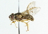  (Ferdinandea buccata - CNC DIPTERA 36580)  @14 [ ] CreativeCommons - Attribution (2011) CNC/CBG Photography Group Centre for Biodiversity Genomics