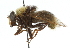  ( - CNC DIPTERA 36680)  @11 [ ] CreativeCommons - Attribution (2011) CNC/CBG Photography Group Centre for Biodiversity Genomics