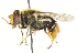  ( - CNC DIPTERA 36736)  @11 [ ] CreativeCommons - Attribution (2011) CNC/CBG Photography Group Centre for Biodiversity Genomics