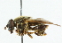  ( - CNC DIPTERA 36765)  @11 [ ] CreativeCommons - Attribution (2011) CNC/CBG Photography Group Centre for Biodiversity Genomics