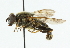  ( - CNC DIPTERA 36766)  @11 [ ] CreativeCommons - Attribution (2011) CNC/CBG Photography Group Centre for Biodiversity Genomics