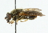  ( - CNC DIPTERA 36768)  @11 [ ] CreativeCommons - Attribution (2011) CNC/CBG Photography Group Centre for Biodiversity Genomics