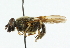  ( - CNC DIPTERA 36769)  @11 [ ] CreativeCommons - Attribution (2011) CNC/CBG Photography Group Centre for Biodiversity Genomics