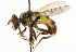  ( - CNC DIPTERA 36881)  @14 [ ] CreativeCommons - Attribution (2011) CNC/CBG Photography Group Centre for Biodiversity Genomics