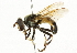  ( - CNC DIPTERA 36928)  @14 [ ] CreativeCommons - Attribution (2011) CNC/CBG Photography Group Centre for Biodiversity Genomics