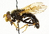  ( - CNC DIPTERA 36972)  @14 [ ] CreativeCommons - Attribution (2011) CNC/CBG Photography Group Centre for Biodiversity Genomics