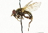  ( - CNC DIPTERA 37014)  @11 [ ] CreativeCommons - Attribution (2011) CNC/CBG Photography Group Centre for Biodiversity Genomics