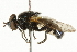  ( - CNC DIPTERA 37041)  @13 [ ] CreativeCommons - Attribution (2011) CNC/CBG Photography Group Centre for Biodiversity Genomics