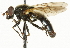  (Blera - CNC DIPTERA 37061)  @15 [ ] CreativeCommons - Attribution (2011) CNC/CBG Photography Group Centre for Biodiversity Genomics