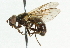  ( - CNC DIPTERA 37074)  @11 [ ] CreativeCommons - Attribution (2011) CNC/CBG Photography Group Centre for Biodiversity Genomics