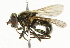  ( - CNC DIPTERA 37091)  @11 [ ] CreativeCommons - Attribution (2011) CNC/CBG Photography Group Centre for Biodiversity Genomics