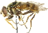  ( - CNC DIPTERA 37266)  @14 [ ] CreativeCommons - Attribution (2011) CNC/CBG Photography Group Centre for Biodiversity Genomics