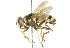  ( - CNC DIPTERA 37268)  @13 [ ] CreativeCommons - Attribution (2011) CNC/CBG Photography Group Centre for Biodiversity Genomics