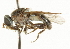  ( - CNC DIPTERA 37330)  @13 [ ] CreativeCommons - Attribution (2011) CNC/CBG Photography Group Centre for Biodiversity Genomics