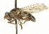 ( - CNC DIPTERA 37332)  @13 [ ] CreativeCommons - Attribution (2011) CNC/CBG Photography Group Centre for Biodiversity Genomics