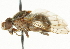  ( - CNC DIPTERA 37333)  @13 [ ] CreativeCommons - Attribution (2011) CNC/CBG Photography Group Centre for Biodiversity Genomics