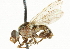  ( - CNC DIPTERA 37338)  @11 [ ] CreativeCommons - Attribution (2011) CNC/CBG Photography Group Centre for Biodiversity Genomics
