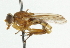  ( - CNC DIPTERA 37471)  @12 [ ] CreativeCommons - Attribution (2011) CNC/CBG Photography Group Centre for Biodiversity Genomics