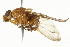  ( - CNC DIPTERA 37476)  @13 [ ] CreativeCommons - Attribution (2011) CNC/CBG Photography Group Centre for Biodiversity Genomics