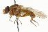 ( - CNC DIPTERA 37515)  @13 [ ] CreativeCommons - Attribution (2011) CNC/CBG Photography Group Centre for Biodiversity Genomics