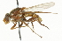  ( - CNC DIPTERA 37516)  @13 [ ] CreativeCommons - Attribution (2011) CNC/CBG Photography Group Centre for Biodiversity Genomics