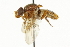  ( - CNC DIPTERA 37523)  @13 [ ] CreativeCommons - Attribution (2011) CNC/CBG Photography Group Centre for Biodiversity Genomics