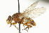  ( - CNC DIPTERA 37524)  @13 [ ] CreativeCommons - Attribution (2011) CNC/CBG Photography Group Centre for Biodiversity Genomics