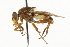  ( - CNC DIPTERA 37525)  @13 [ ] CreativeCommons - Attribution (2011) CNC/CBG Photography Group Centre for Biodiversity Genomics