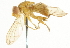  ( - CNC DIPTERA 37551)  @12 [ ] CreativeCommons - Attribution (2011) CNC/CBG Photography Group Centre for Biodiversity Genomics