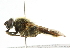  ( - CNC DIPTERA 37752)  @14 [ ] CreativeCommons - Attribution (2011) CNC/CBG Photography Group Centre for Biodiversity Genomics