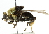  ( - CNC DIPTERA 38165)  @13 [ ] CreativeCommons - Attribution (2011) CNC/CBG Photography Group Centre for Biodiversity Genomics