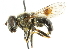  ( - CNC DIPTERA 38313)  @11 [ ] CreativeCommons - Attribution (2011) CNC/CBG Photography Group Centre for Biodiversity Genomics