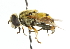  ( - CNC DIPTERA 38679)  @11 [ ] CreativeCommons - Attribution (2011) CNC/CBG Photography Group Centre for Biodiversity Genomics