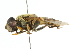  ( - CNC DIPTERA 38691)  @13 [ ] CreativeCommons - Attribution (2011) CNC/CBG Photography Group Centre for Biodiversity Genomics