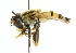  ( - CNC DIPTERA 38704)  @13 [ ] CreativeCommons - Attribution (2011) CNC/CBG Photography Group Centre for Biodiversity Genomics