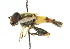  ( - CNC DIPTERA 38727)  @11 [ ] CreativeCommons - Attribution (2011) CNC/CBG Photography Group Centre for Biodiversity Genomics