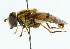  ( - CNC DIPTERA 39802)  @14 [ ] CreativeCommons - Attribution (2011) CNC/CBG Photography Group Centre for Biodiversity Genomics