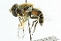  ( - CNC DIPTERA 40126)  @13 [ ] CreativeCommons - Attribution (2011) CNC/CBG Photography Group Centre for Biodiversity Genomics