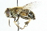  ( - CNC DIPTERA 40270)  @14 [ ] CreativeCommons - Attribution (2011) CNC/CBG Photography Group Centre for Biodiversity Genomics