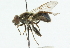  ( - CNC DIPTERA 40778)  @13 [ ] CreativeCommons - Attribution (2011) CNC/CBG Photography Group Centre for Biodiversity Genomics