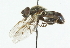  ( - CNC DIPTERA 40779)  @13 [ ] CreativeCommons - Attribution (2011) CNC/CBG Photography Group Centre for Biodiversity Genomics