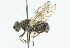  ( - CNC DIPTERA 40780)  @13 [ ] CreativeCommons - Attribution (2011) CNC/CBG Photography Group Centre for Biodiversity Genomics