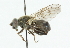  ( - CNC DIPTERA 40781)  @14 [ ] CreativeCommons - Attribution (2011) CNC/CBG Photography Group Centre for Biodiversity Genomics