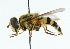  ( - CNC DIPTERA 41000)  @14 [ ] CreativeCommons - Attribution (2011) CNC/CBG Photography Group Centre for Biodiversity Genomics