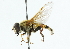 ( - CNC DIPTERA 41041)  @14 [ ] CreativeCommons - Attribution (2011) CNC/CBG Photography Group Centre for Biodiversity Genomics