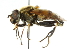  ( - CNC DIPTERA 41448)  @14 [ ] CreativeCommons - Attribution (2011) CNC/CBG Photography Group Centre for Biodiversity Genomics