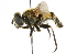  ( - CNC DIPTERA 41450)  @13 [ ] CreativeCommons - Attribution (2011) CNC/CBG Photography Group Centre for Biodiversity Genomics