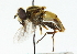  ( - CNC DIPTERA 41509)  @14 [ ] CreativeCommons - Attribution (2011) CNC/CBG Photography Group Centre for Biodiversity Genomics